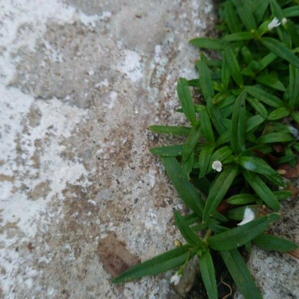 Oldenlandia corymbosa Floare