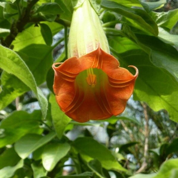 Brugmansia sanguinea Flower