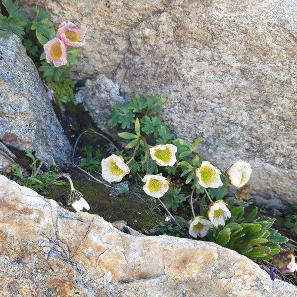 Ranunculus glacialis Blomma