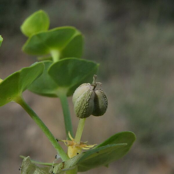 Euphorbia segetalis ফল