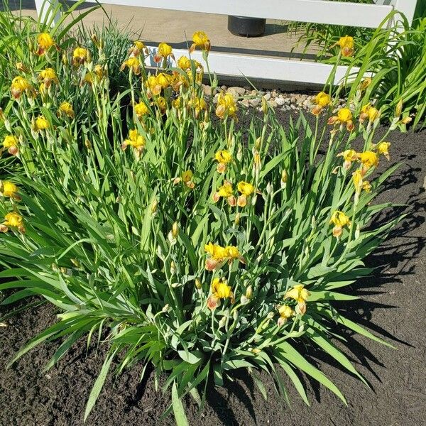 Iris variegata Hábitos