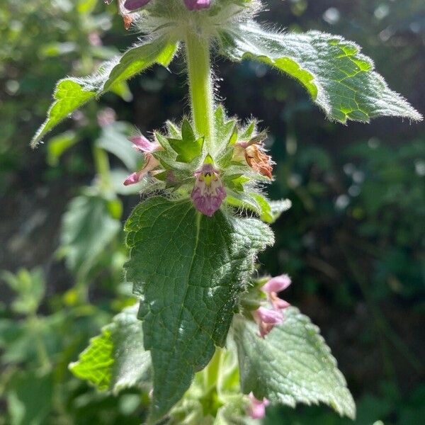 Stachys alpina Λουλούδι