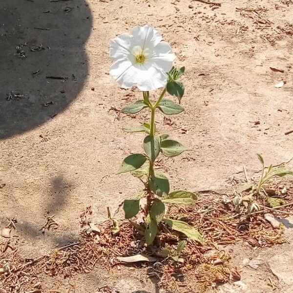 Petunia axillaris Celota