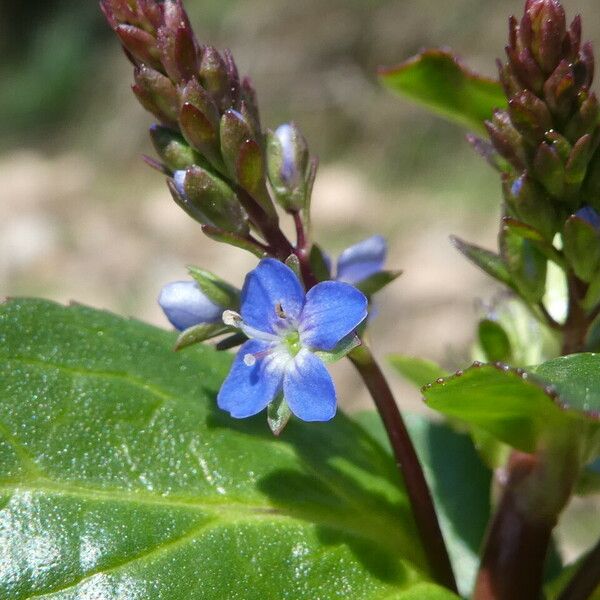 Veronica beccabunga Flor