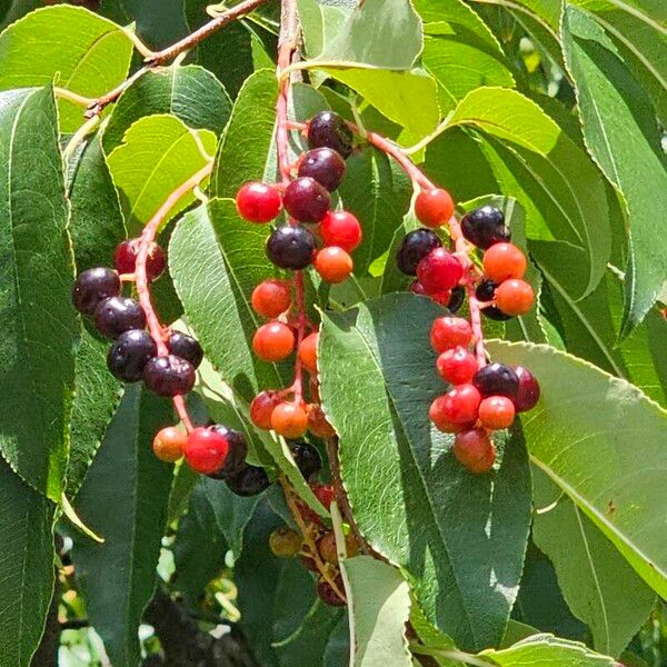 Prunus serotina Froito