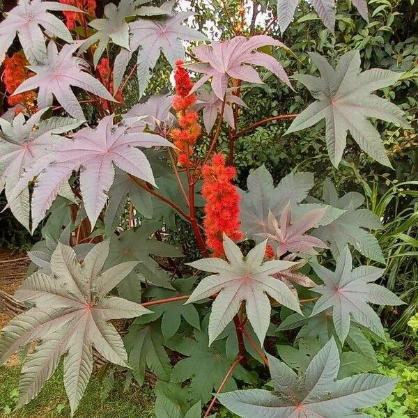 Ricinus communis 形態