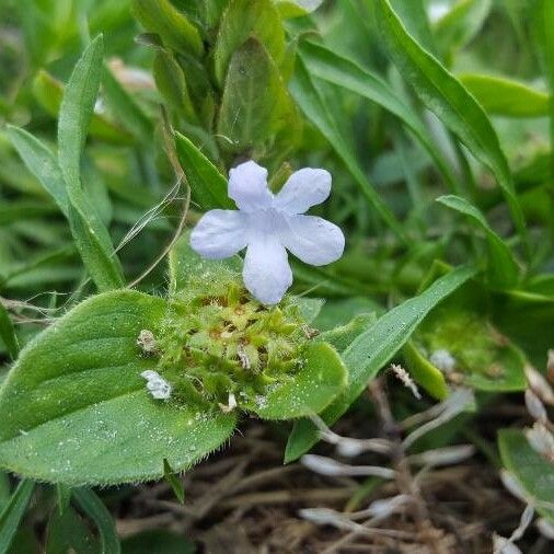 Blechum pyramidatum Квітка