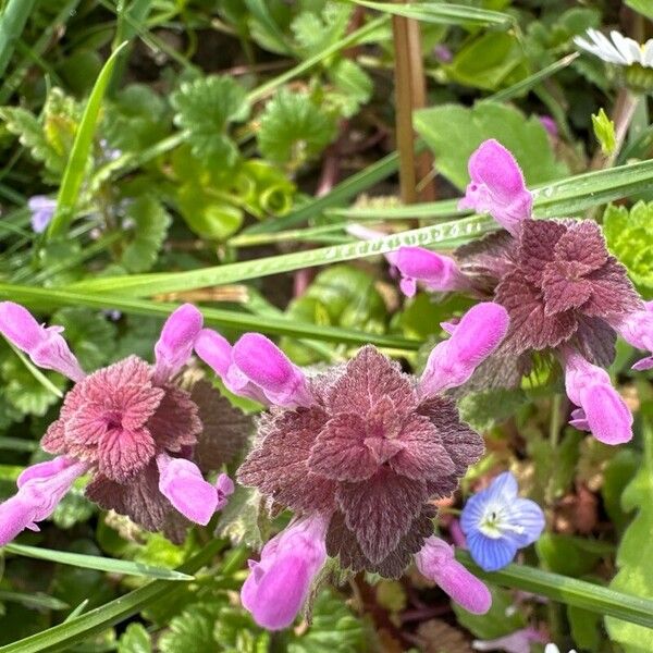 Lamium hybridum Lehti