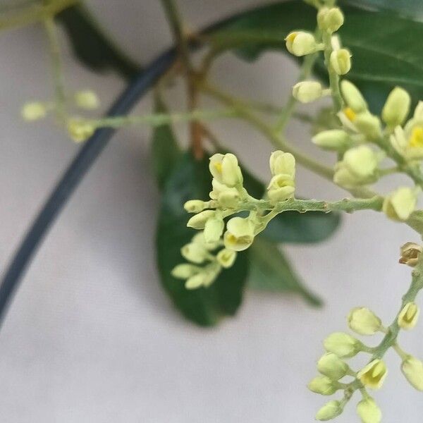 Bredemeyera floribunda Flors