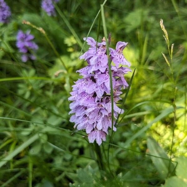 Dactylorhiza maculata 花