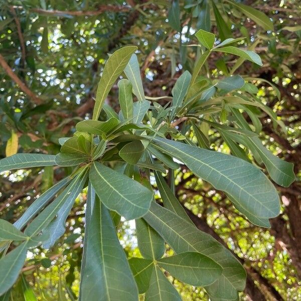 Crescentia alata Foglia