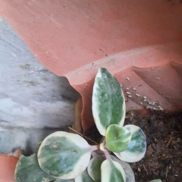 Peperomia tricolor برگ