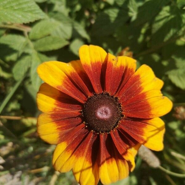 Gaillardia aristata Flower