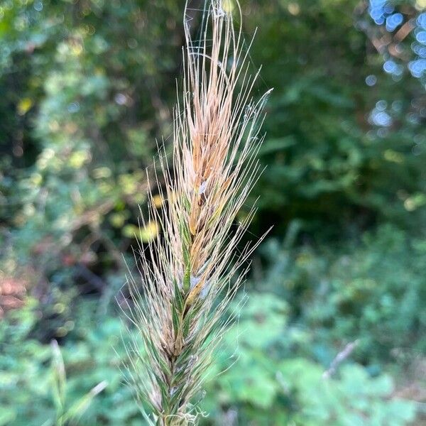 Elymus canadensis Fiore