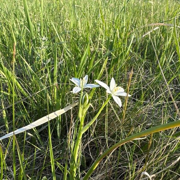 Ornithogalum orthophyllum Vivejo