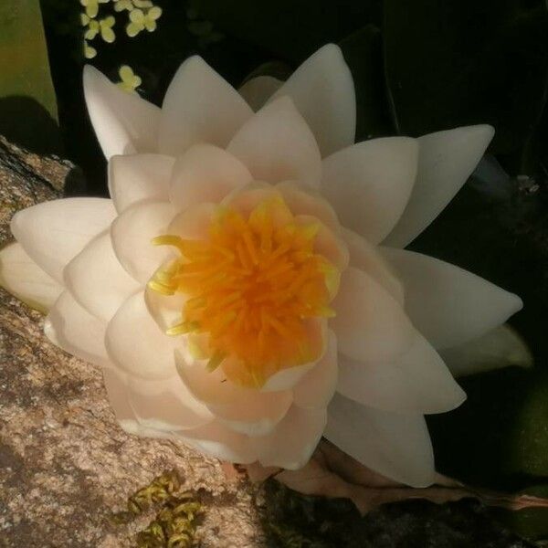 Nymphaea alba 花