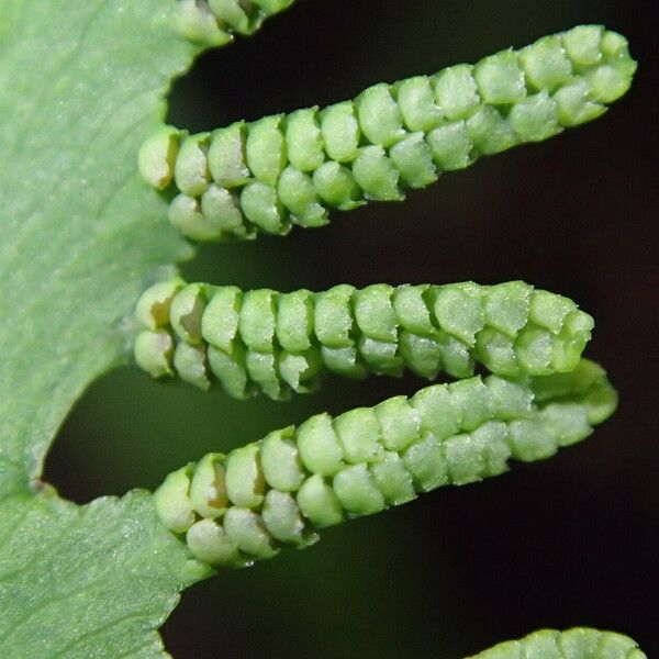 Lygodium microphyllum Folio