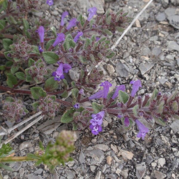 Clinopodium acinos 花