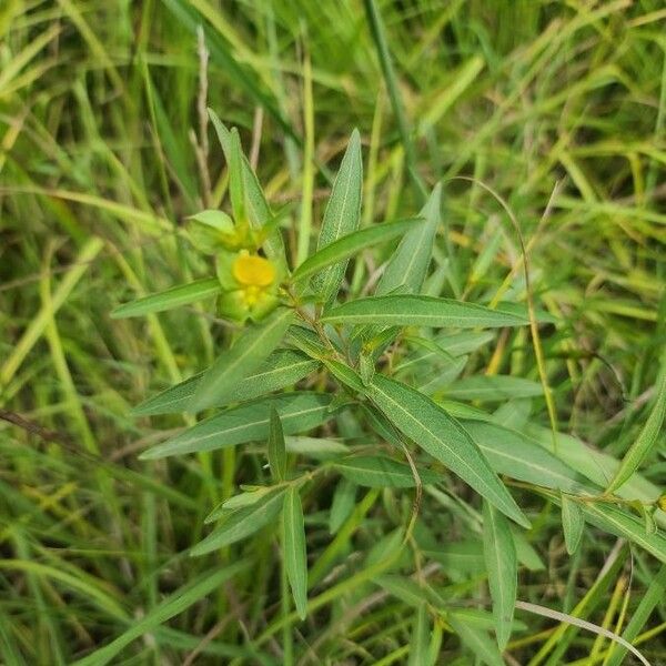 Ludwigia alternifolia Folio