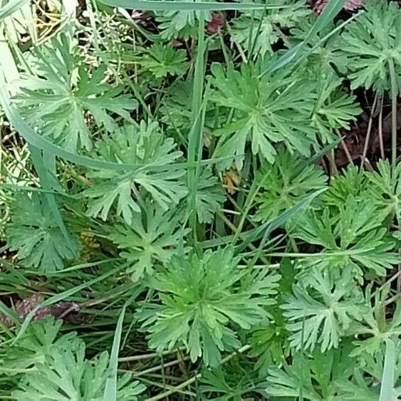 Geranium carolinianum Yaprak