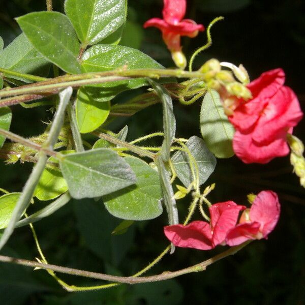 Macroptilium lathyroides ফুল