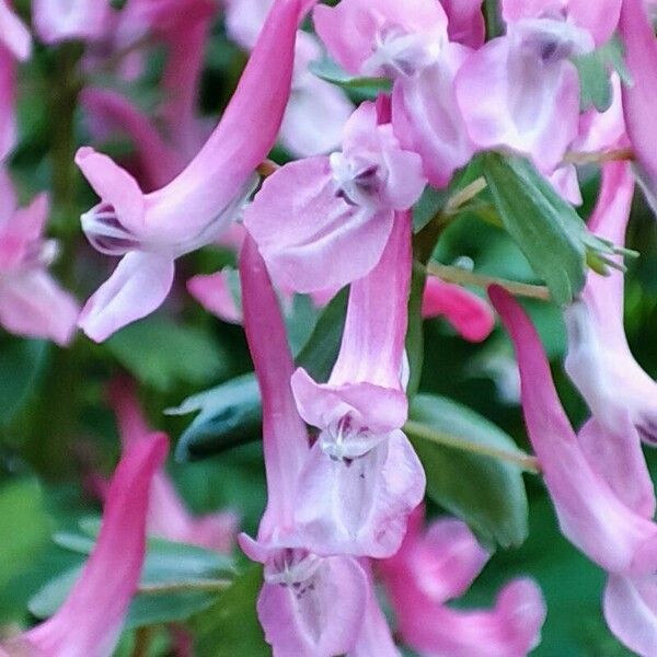 Corydalis solida Kwiat