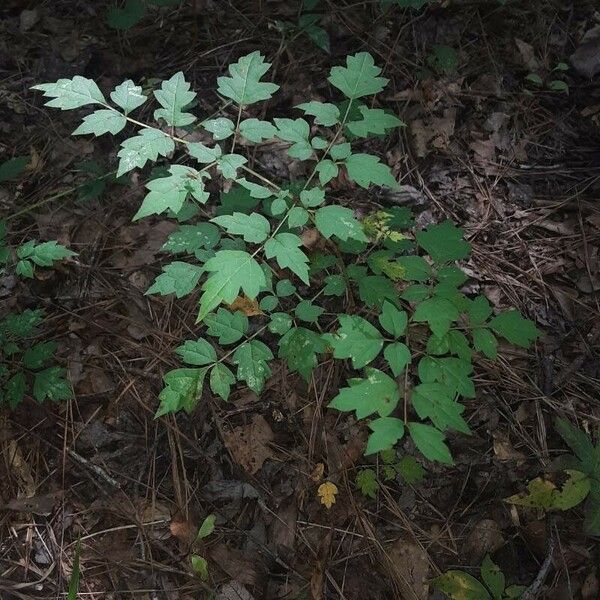 Actaea pachypoda Foglia