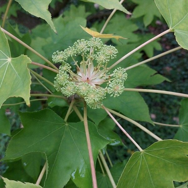 Kalopanax septemlobus Flower