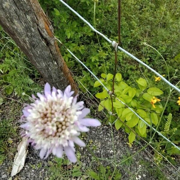 Scabiosa atropurpurea फूल