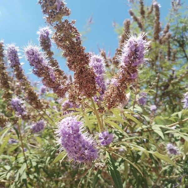 Vitex agnus-castus Λουλούδι