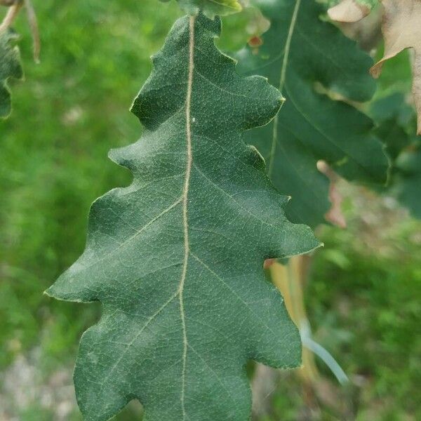 Quercus pubescens Foglia