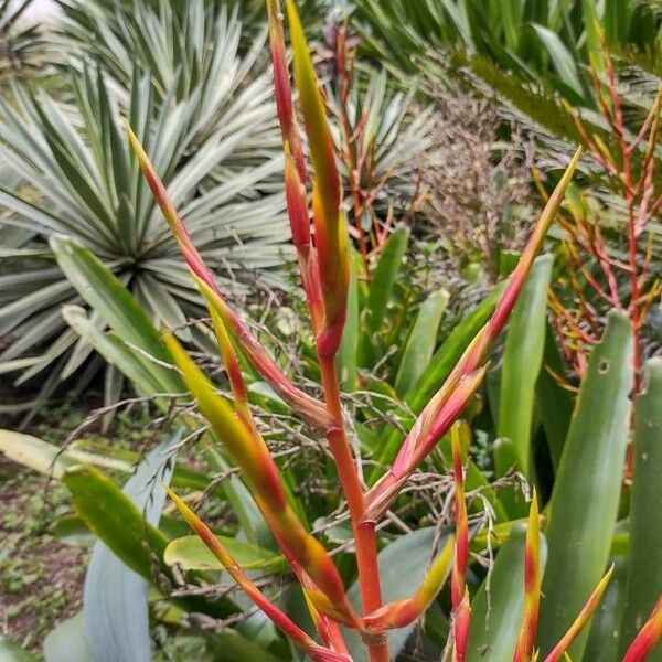 Aechmea blanchetiana Λουλούδι