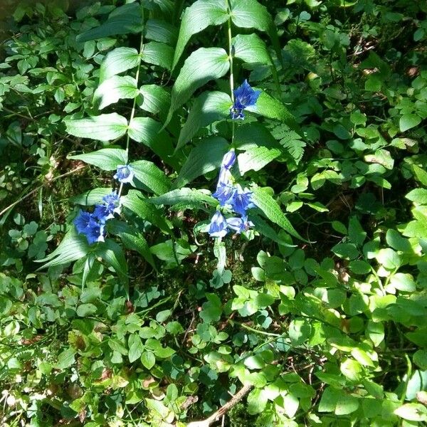 Gentiana asclepiadea 花