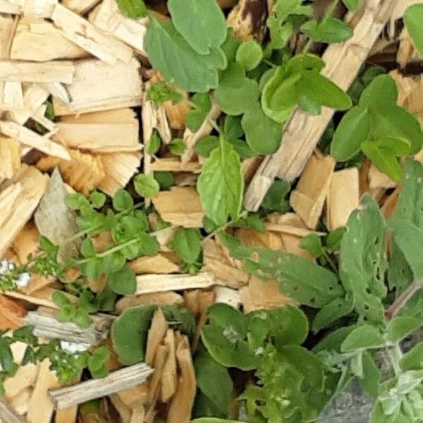 Veronica serpyllifolia Blad