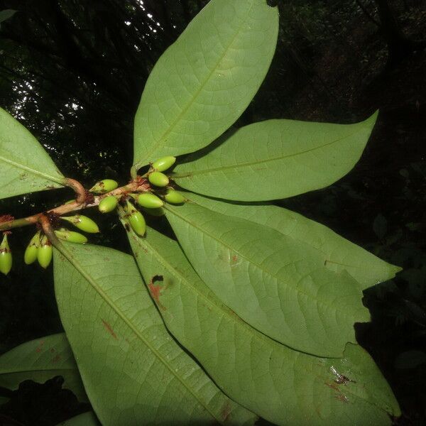 Erythroxylum macrophyllum Deilen