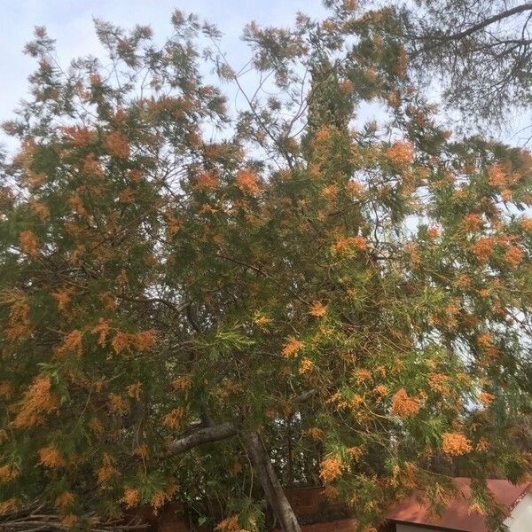 Acacia mearnsii Blatt