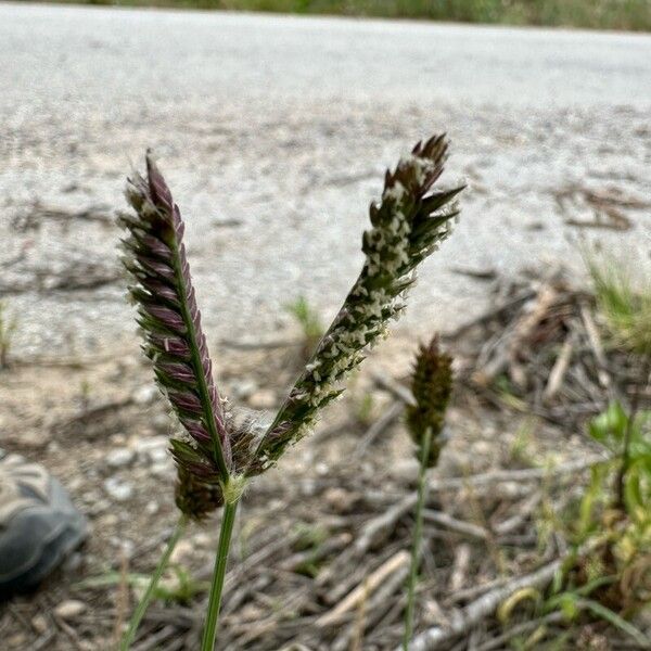 Eleusine tristachya Flower