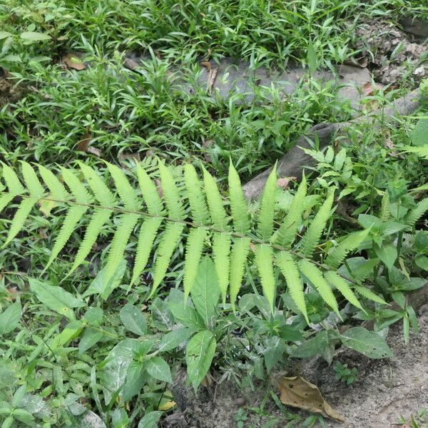 Thelypteris dentata Hostoa