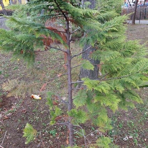 Chamaecyparis lawsoniana Агульны выгляд