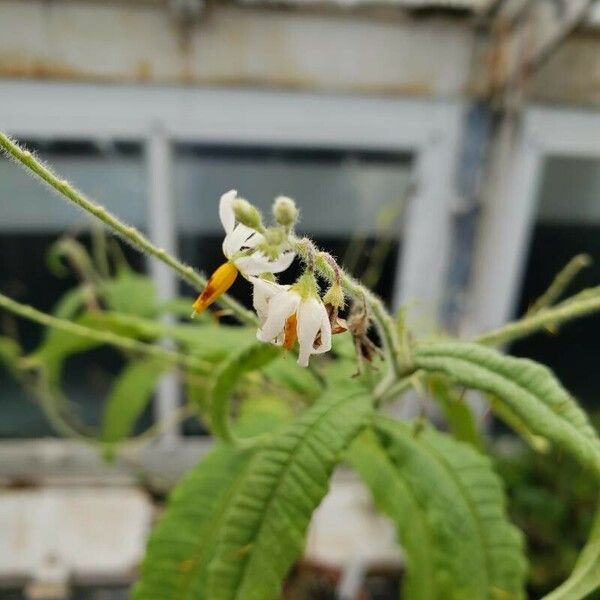 Solanum ensifolium 花