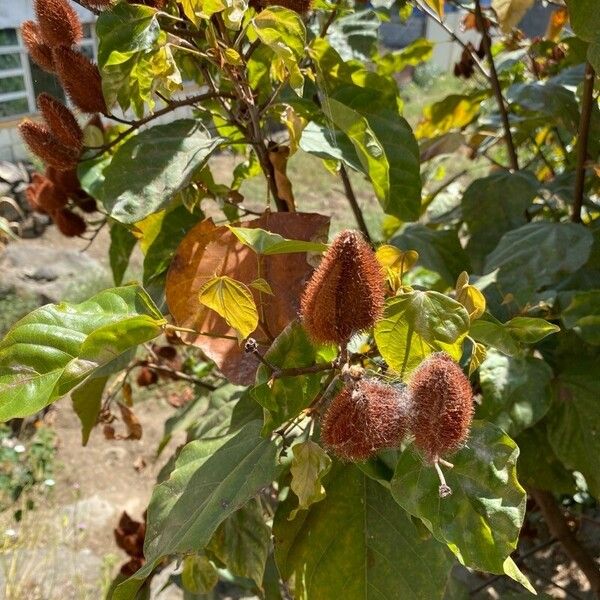 Bixa orellana Frucht