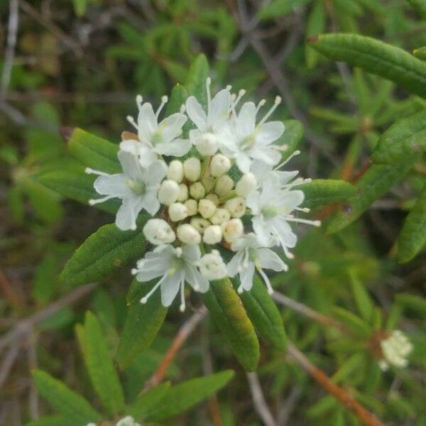 Ledum palustre Flower