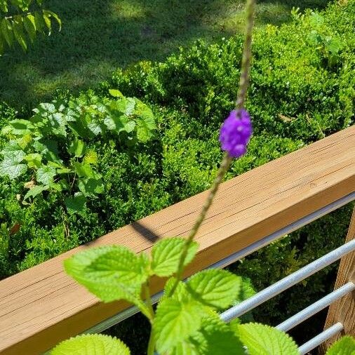 Stachytarpheta indica Кветка