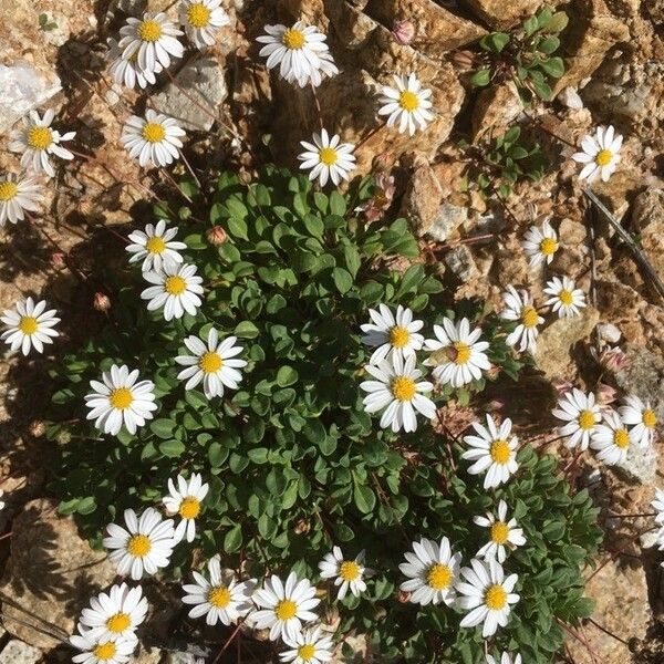 Bellium bellidioides Blüte