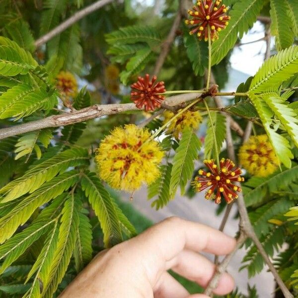 Cojoba arborea Blomst