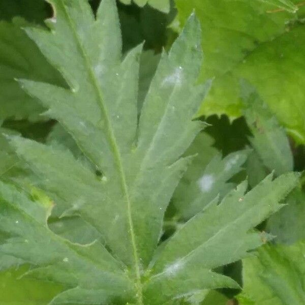 Achillea macrophylla 葉