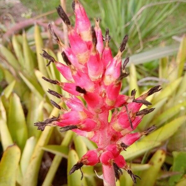 Aechmea distichantha Flower