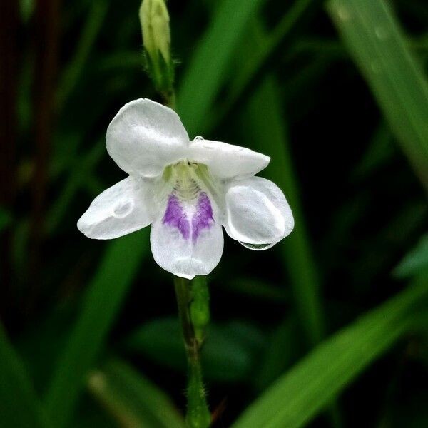 Asystasia gangetica Flors