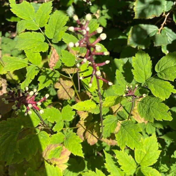 Actaea pachypoda Flor