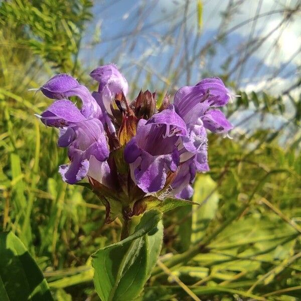 Prunella grandiflora Blomma